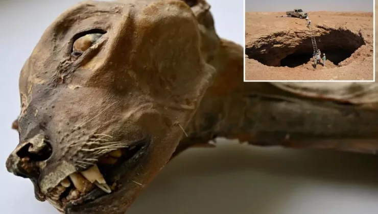 Suudi Arabistan’da bir mağarada 7 mumyalanmış çita bulundu