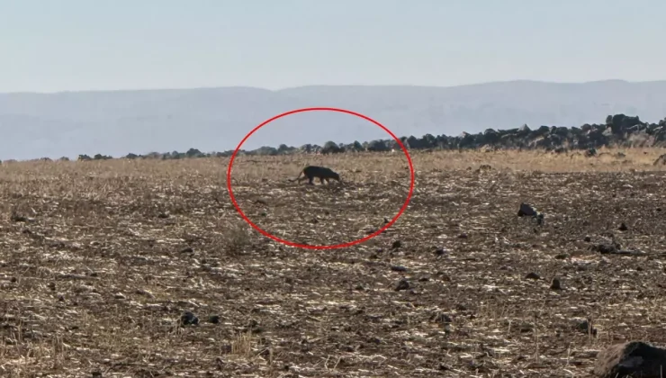 Türkiye’nin en zor görülen hayvanı! Bu kez Şırnak’ta görüntülendi