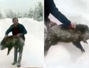 Yaban domuzunu yakaladı, sevdikten sonra tekrar bıraktı